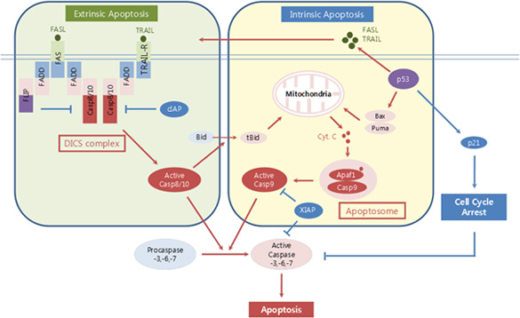 Intrinsic and extrinsic apoptosis pathway