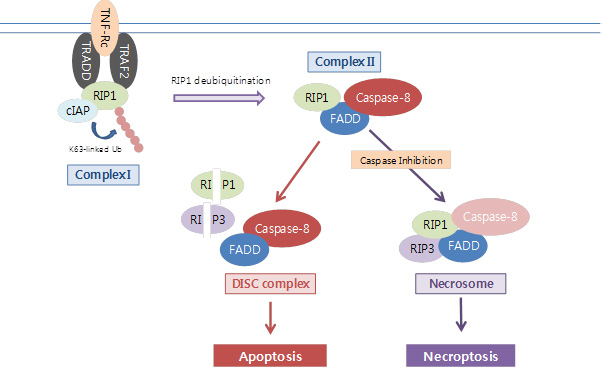 Intrinsic and extrinsic apoptosis pathway